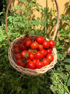 Vegetable seeds change the story for Moreen M’doka